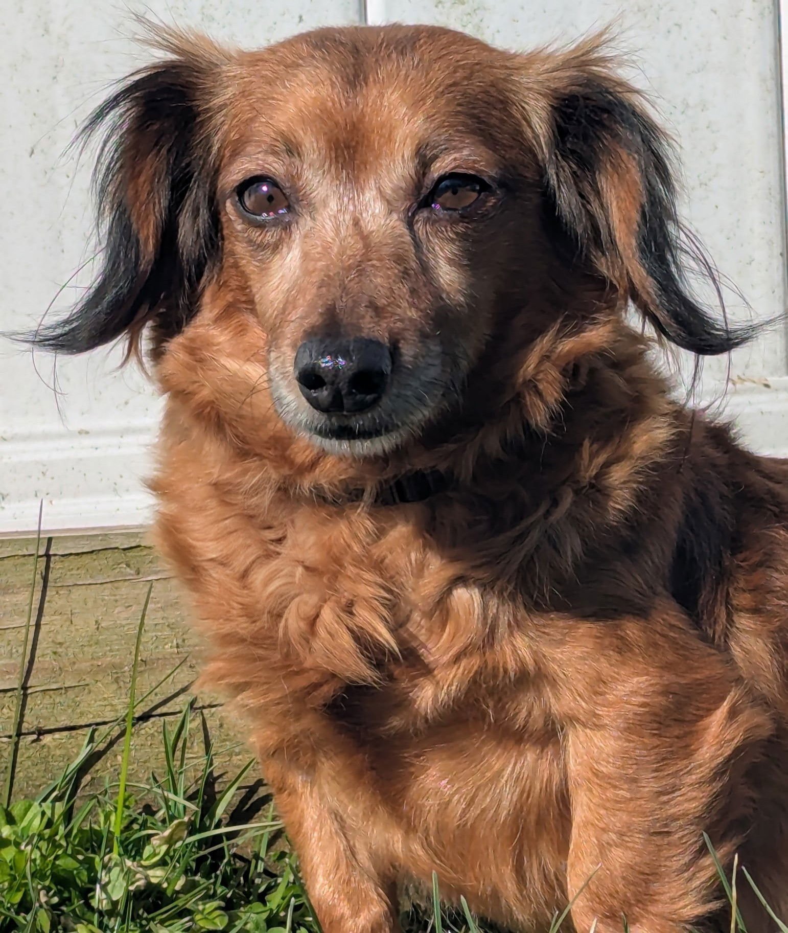 GISELLE IN TN - Dachshund / Chihuahua available for adoption
