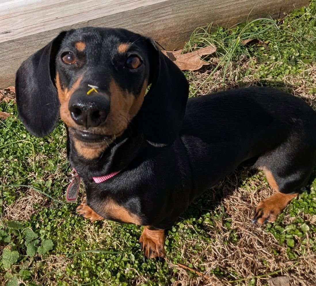 BOOP AKA BETTY BOOP IN TN - Dachshund available for adoption