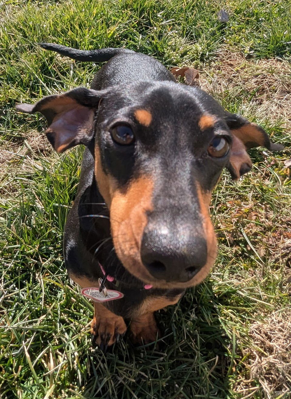 BOOP AKA BETTY BOOP IN TN - Dachshund available for adoption