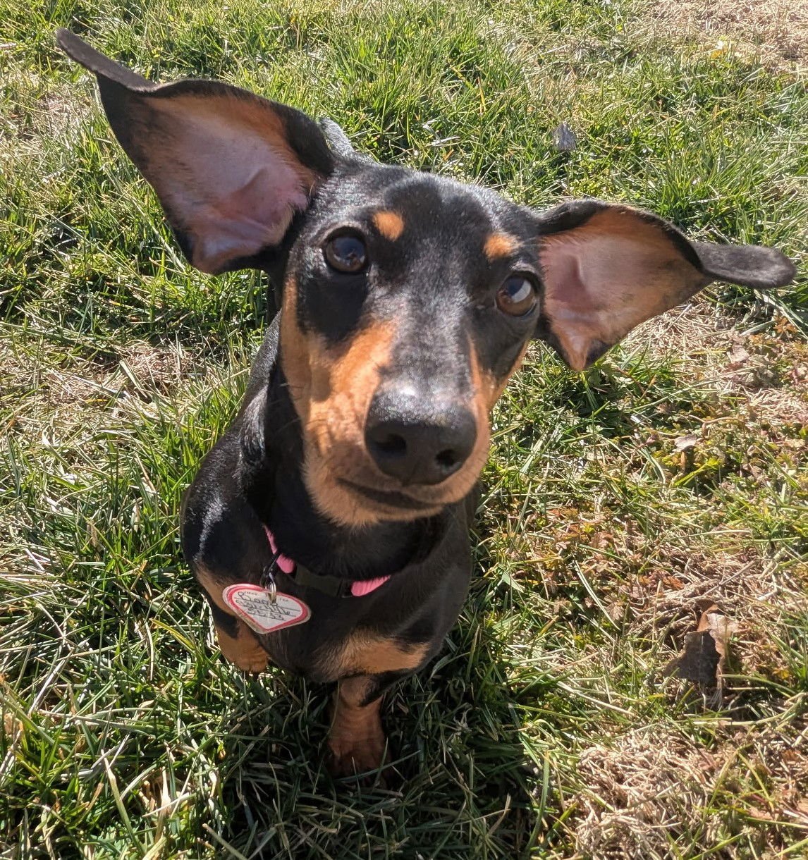 Boop aka Betty Boop in TN - Photo 3