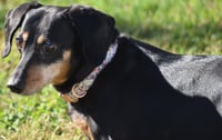 Dixie in TN (looking for a forever foster) - Photo 9