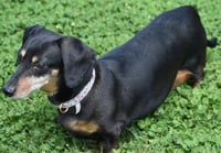 Dixie in TN (looking for a forever foster) - Photo 3