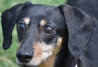 Dixie in TN (looking for a forever foster) - Photo 10