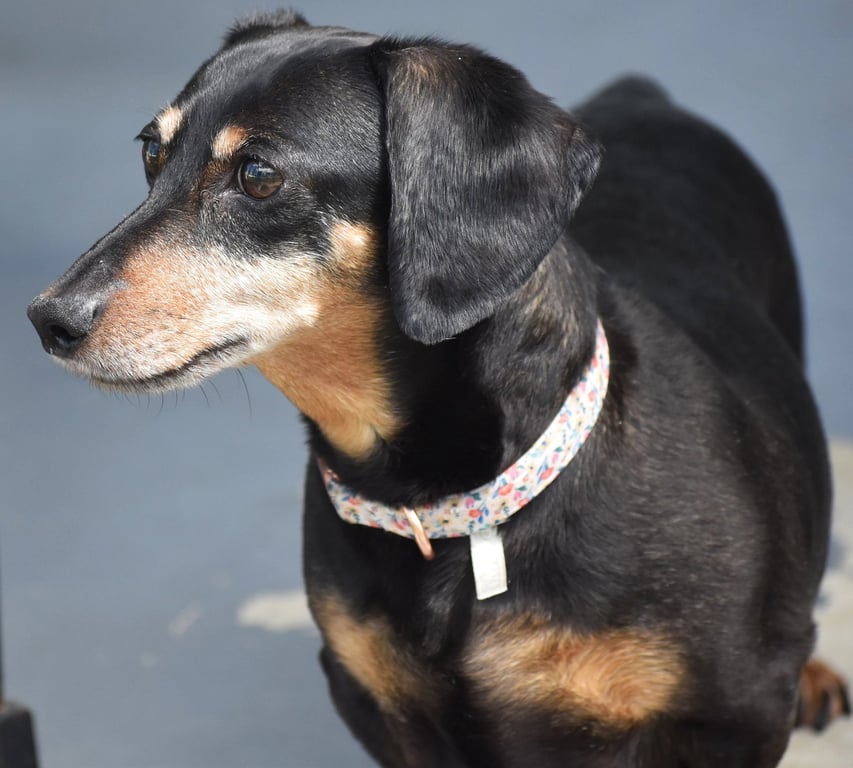 Dixie in TN (looking for a forever foster) Image