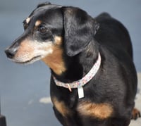 Dixie in TN (looking for a forever foster) - Photo 1