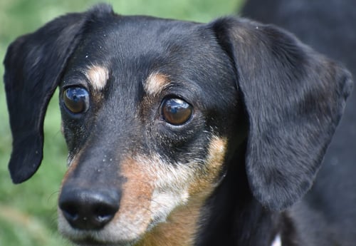 DIXIE IN TN (LOOKING FOR A FOREVER FOSTER) - Dachshund available for adoption