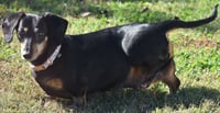 Dixie in TN (looking for a forever foster) - Photo 6