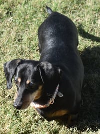 Dixie in TN (looking for a forever foster) - Photo 8