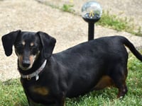 Dixie in TN (looking for a forever foster) - Photo 5