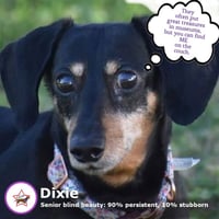 Dixie in TN (looking for a forever foster) - Photo 7