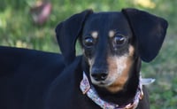 Dixie in TN (looking for a forever foster) - Photo 4