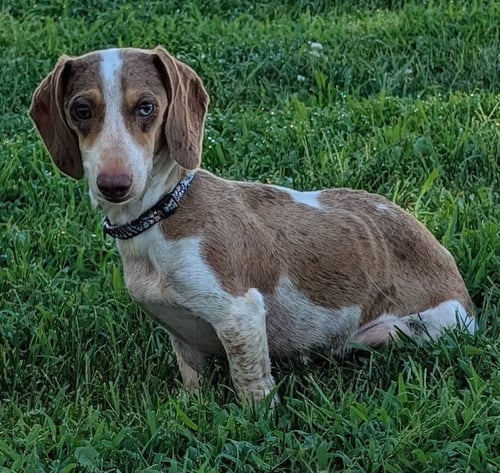 BIRDIE IN TN - Dachshund available for adoption