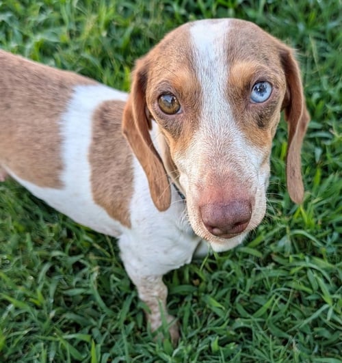 BIRDIE IN TN - Dachshund for adoption in Murfreesboro