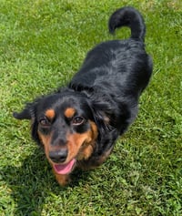 Roxie in TN - Photo 1