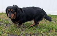 Roxie in TN - Photo 3