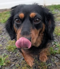 Roxie in TN - Photo 4