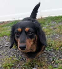 Roxie in TN - Photo 2