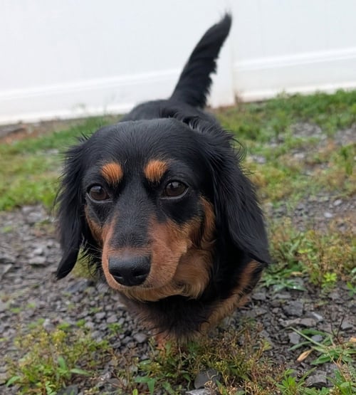 ROXIE IN TN - Dachshund available for adoption