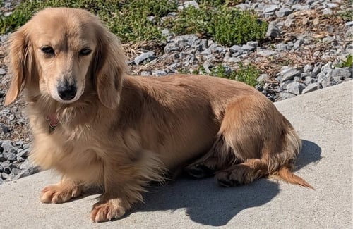 EVE IN SC - Dachshund for adoption in Murfreesboro