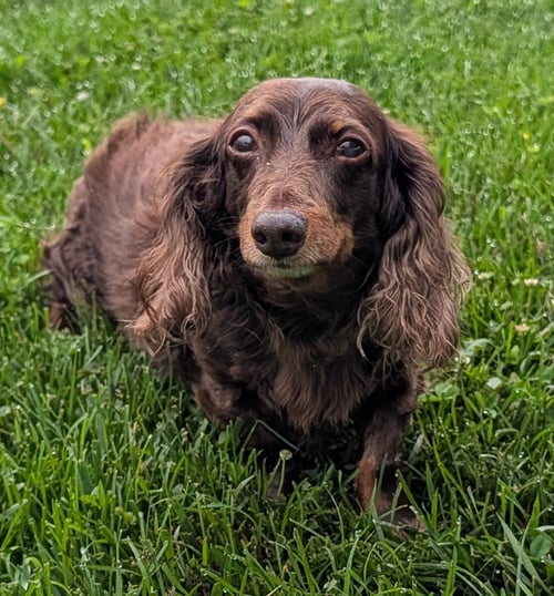WINSTON AKA WINNIE IN NY - Dachshund for adoption in Murfreesboro
