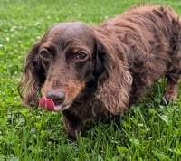 Winston aka Winnie in NY - Photo 4
