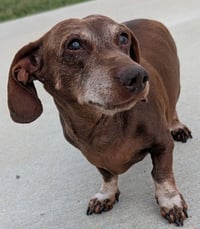 Cooper in TN - Photo 6