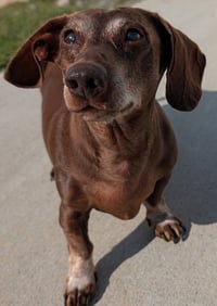 Cooper in TN - Photo 2
