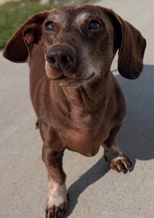 COOPER IN TN - Dachshund available for adoption