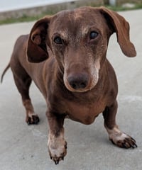 Cooper in TN - Photo 3
