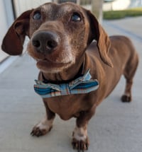 Cooper in TN - Photo 4