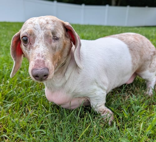 COCO IN TN - Dachshund for adoption in Murfreesboro