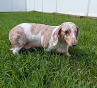 Coco in TN - Photo 2