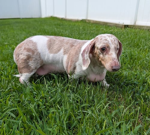 COCO IN TN - Dachshund available for adoption