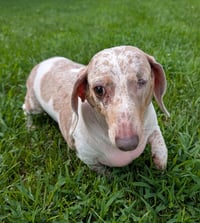 Coco in TN - Photo 3