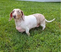 Coco in TN - Photo 4
