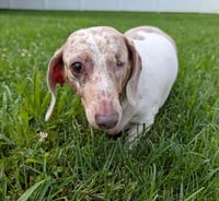 Coco in TN - Photo 5