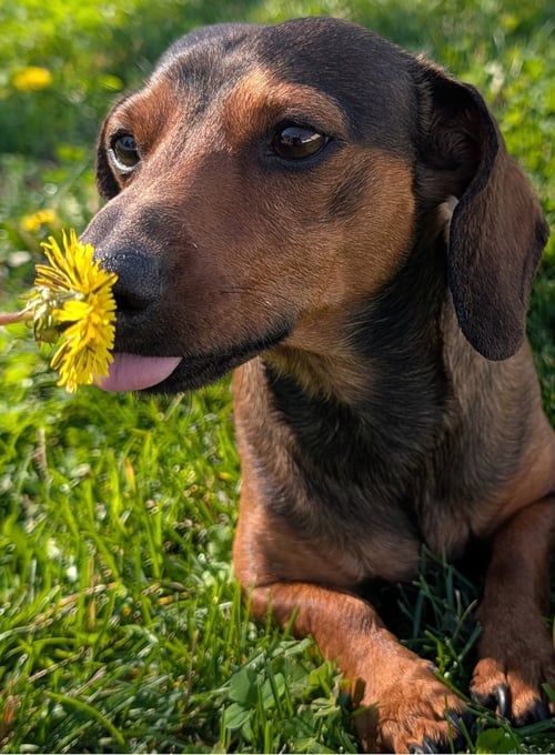 FRANKIE IN TN