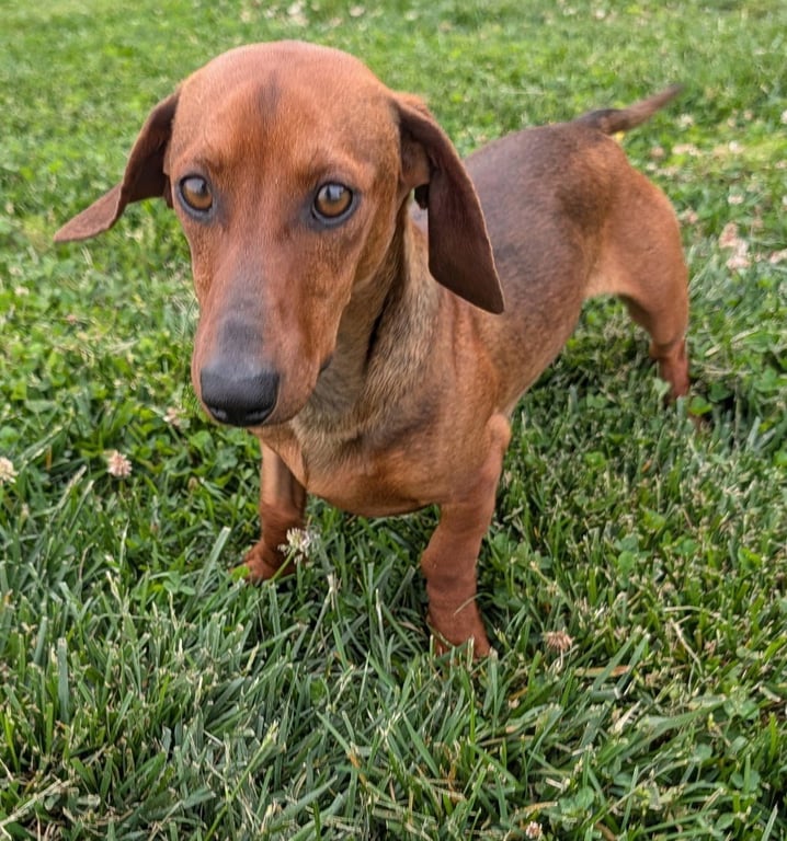 Hugo in TN Image