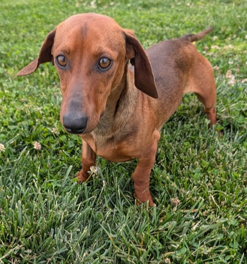 HUGO IN TN - Dachshund for adoption in Murfreesboro