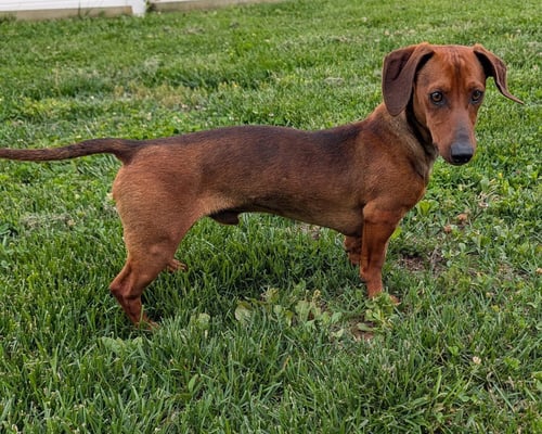 HUGO IN TN - Dachshund available for adoption
