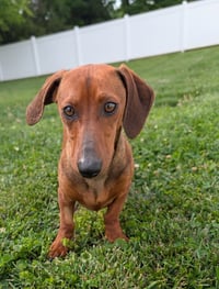 Hugo in TN - Photo 3