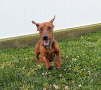 Hugo in TN - Photo 6