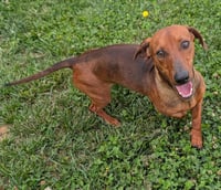 Hugo in TN - Photo 8
