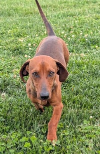 Hugo in TN - Photo 9