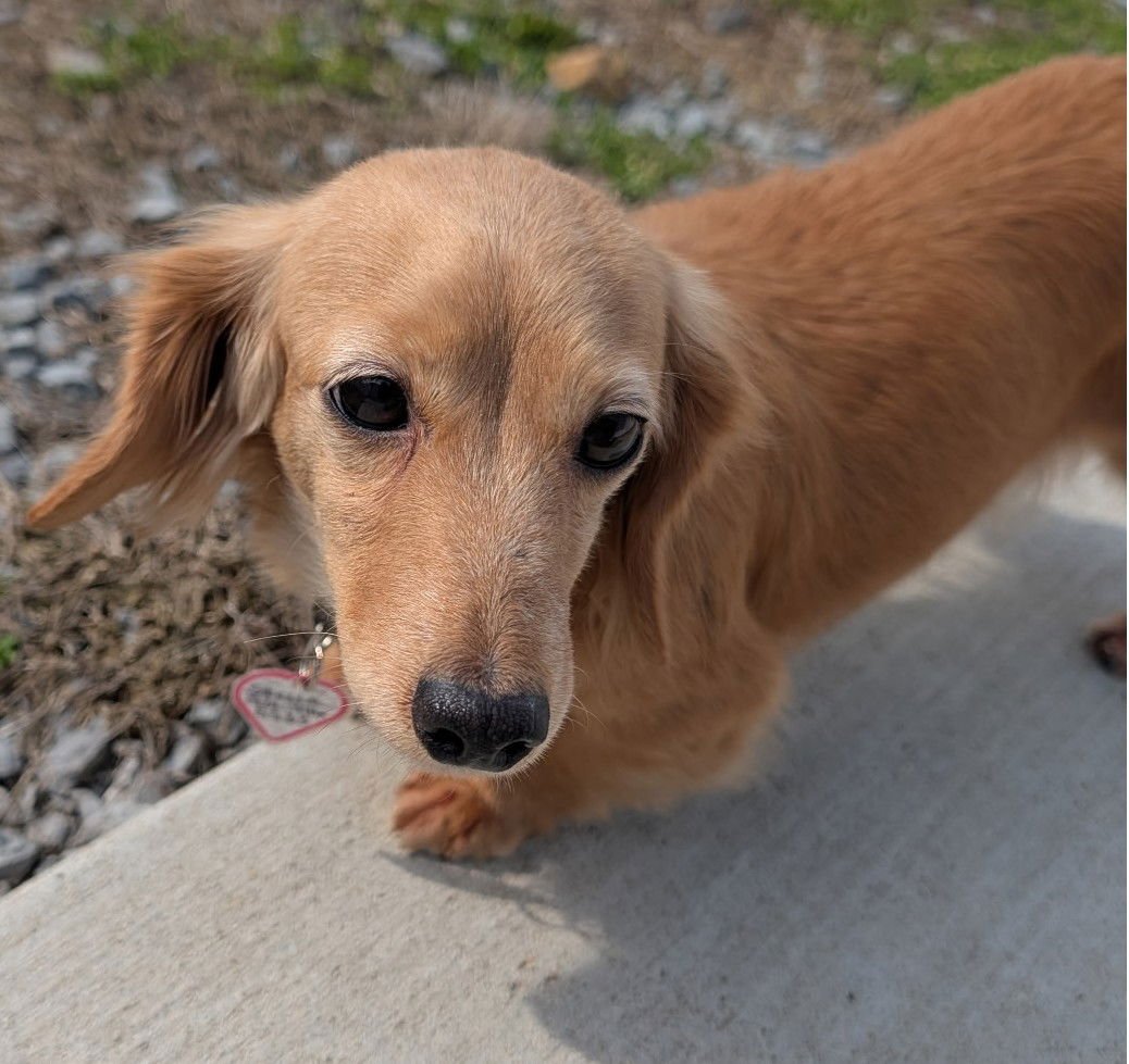 STELLA IN TN - Dachshund for adoption in Murfreesboro