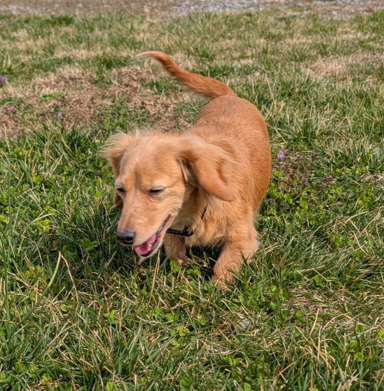 Stella in TN - Photo 2