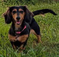 Jolene in NC - Photo 7