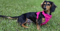 Jolene in NC - Photo 8