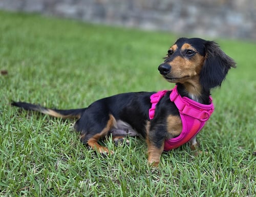 JOLENE IN NC - Dachshund available for adoption
