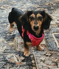 Jolene in NC - Photo 6
